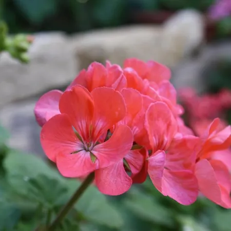 Oda ve Kahvaltı Kerkent Agrigento