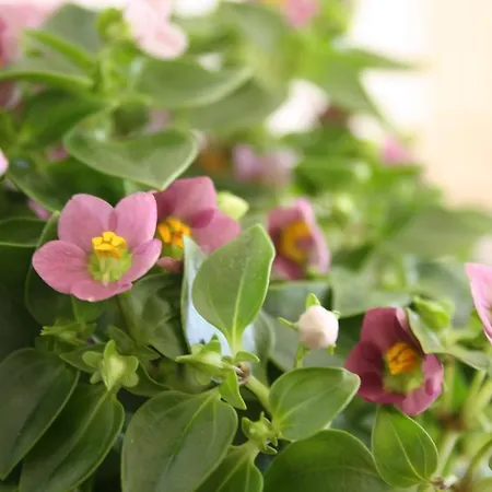 Kerkent Oda ve Kahvaltı 3*